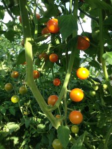 Sungold är en god tomat, här är en riktigt kraftig planta som inte toppats ännu.