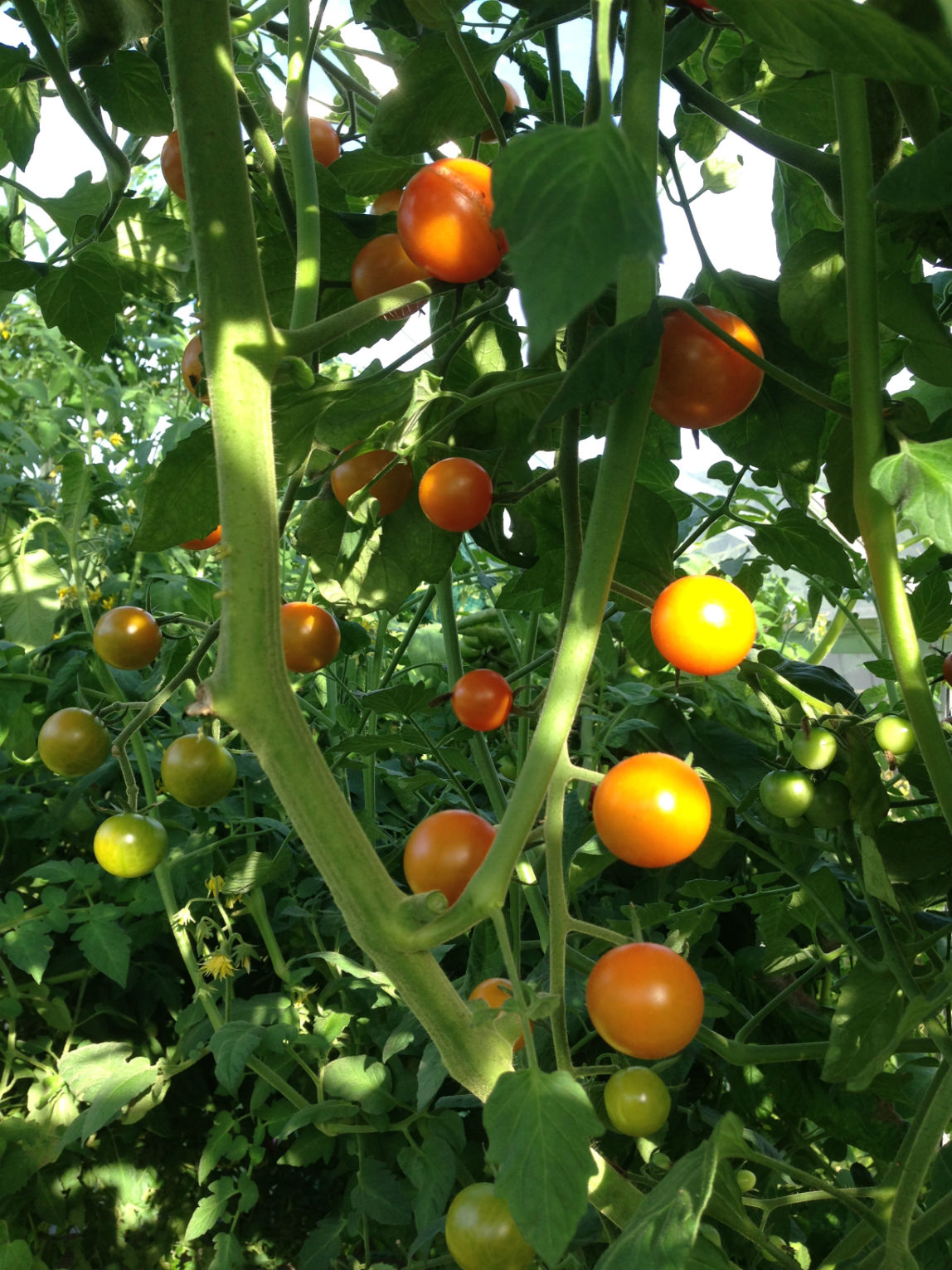 Sungold är en god tomat, här är en riktigt kraftig planta som inte toppats ännu.