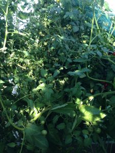 Växthus slipper mögel med EM och tomatplantorna växer sig stora