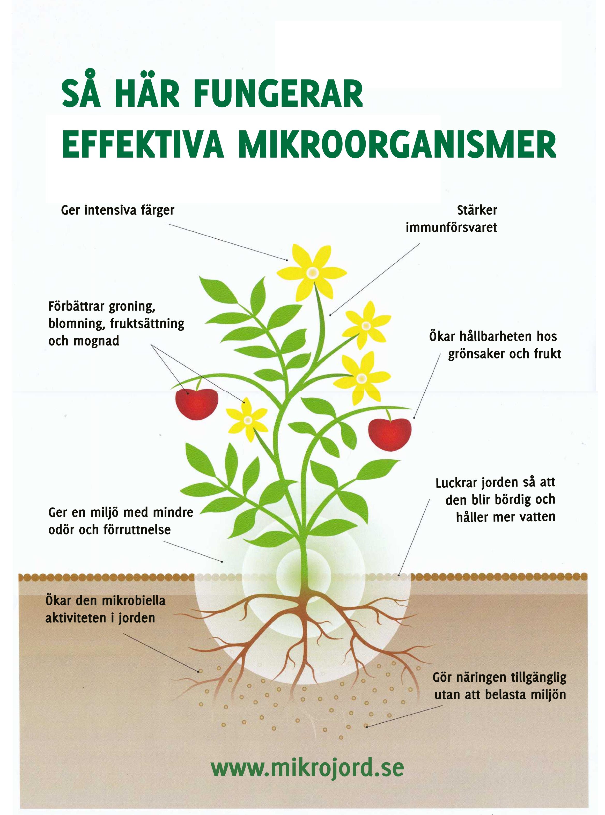 Verkan av Effektiva Mikroorganismer