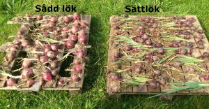 Sättlök och lök som såtts i bokashijord