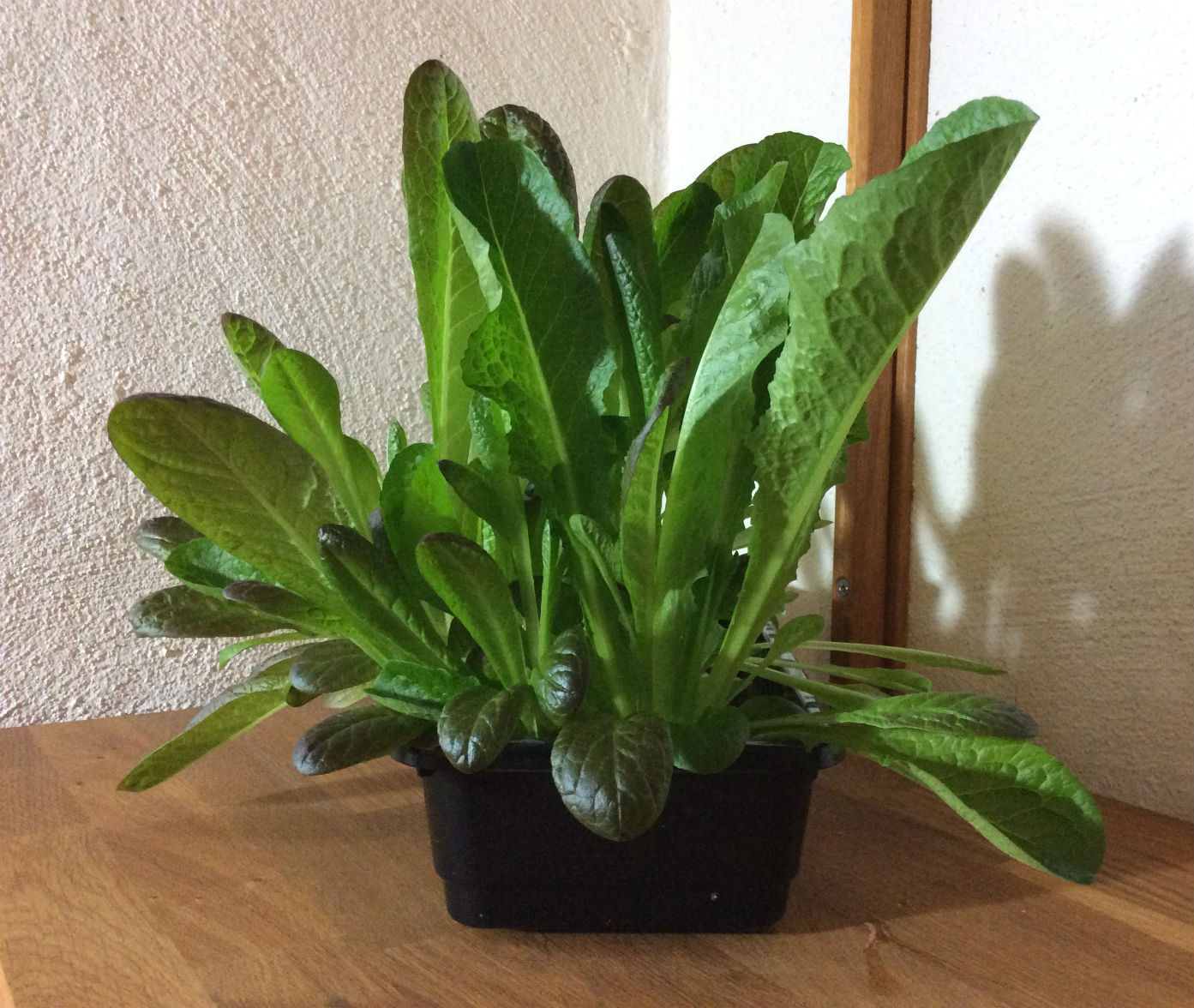 Sallad i bokashijord