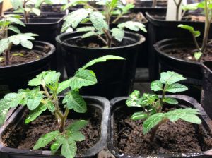 Minitomater som planterats i bokashijord