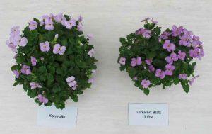 Arabis EM